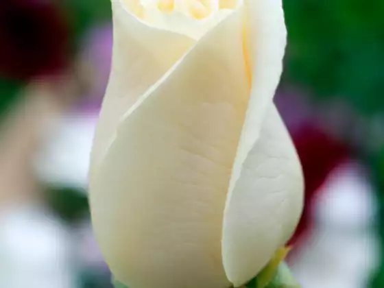 Letting Go of Perfection Meditation 2
