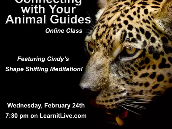 Connecting with Your Animal Guides -  