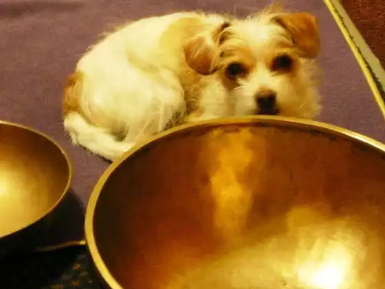 Tibetan Bowl Sound Healing for Your Pets