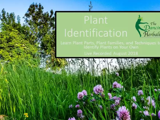 Plant Identification (HHSP)