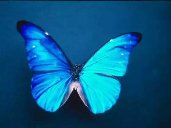 Voices from Spirit - Butterfly Medicine