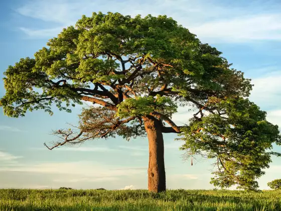 2023 TREE BASICS - Class 1 - 2023 -12