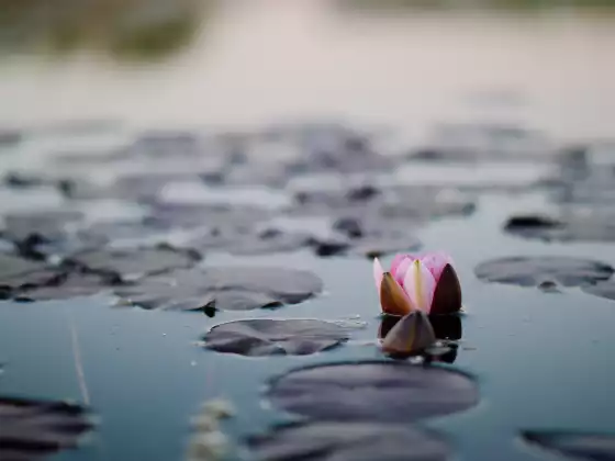 The Mindful Soul Series