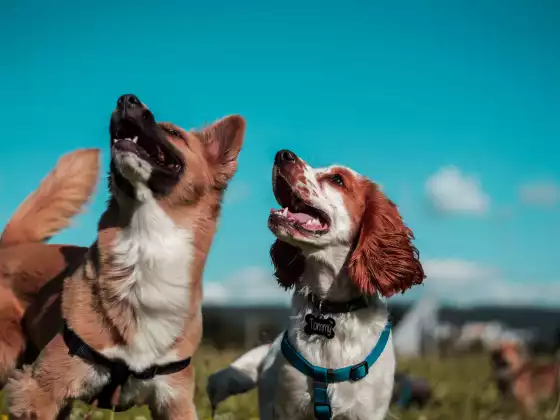 Our Connection to Animals