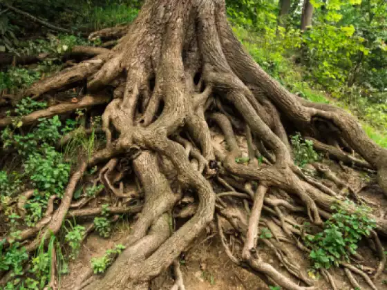 Root Chakra - Prānāyāma (breathwork)