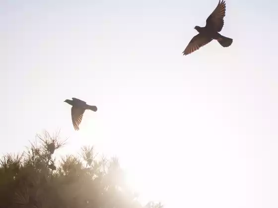 Pagbuo ng Relasyon sa Mga Mahal sa Buhay sa Spirit Series