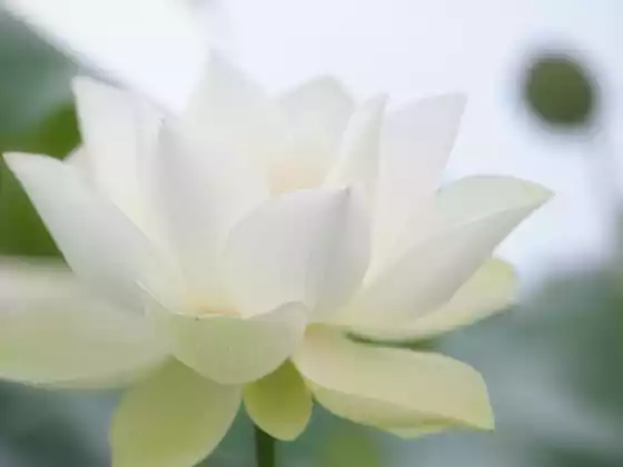 33 分钟远程灵气治疗