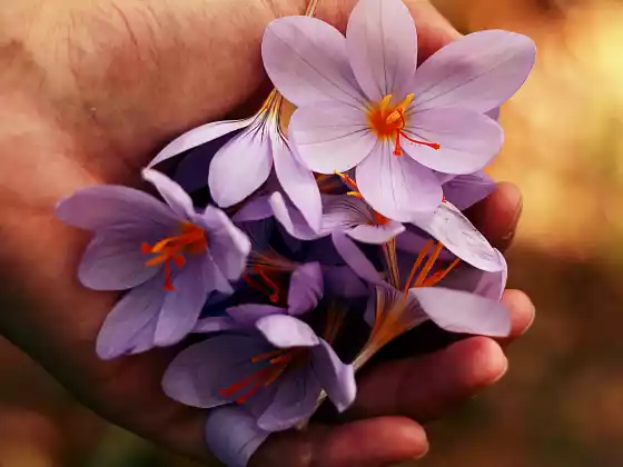 Guarigione Reiki remota per 33 minuti