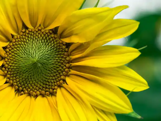 Energy Healing for Hormone Health 