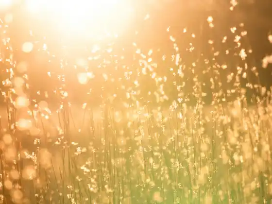 Tình yêu, Ánh sáng và Hòa bình - Năng lượng chữa lành với Yeshua