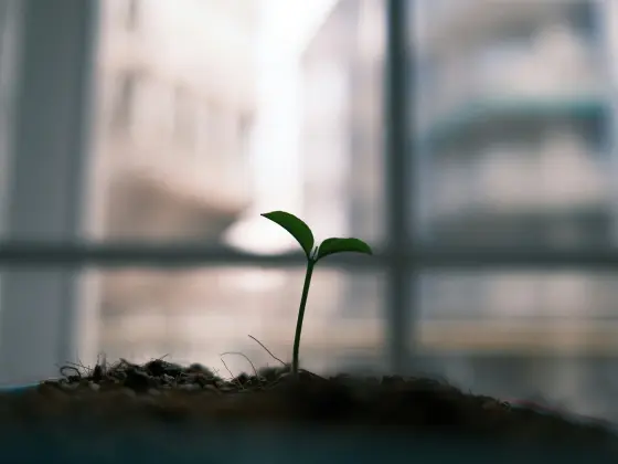 Cómo la sanación energética se vuelve física - Seminario web 4